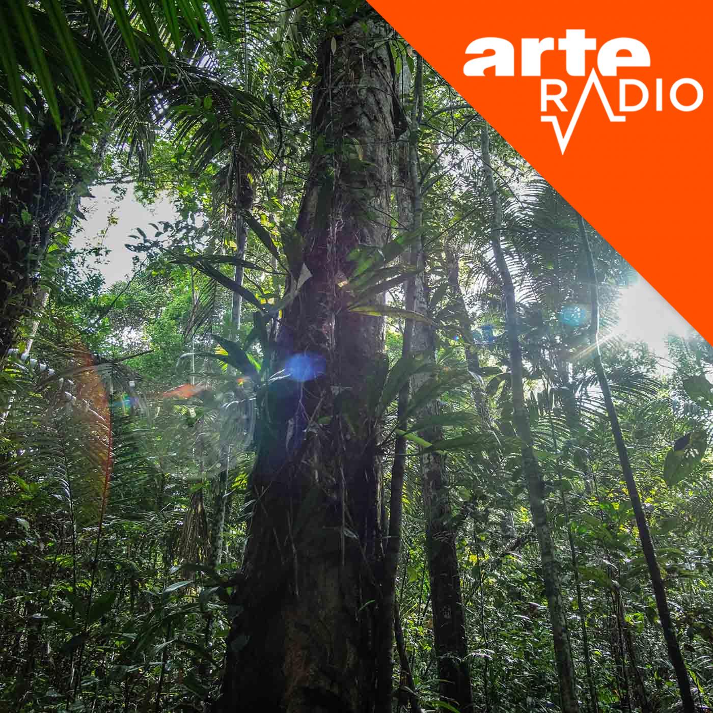 Amazônia (1/10) : Aube en forêt