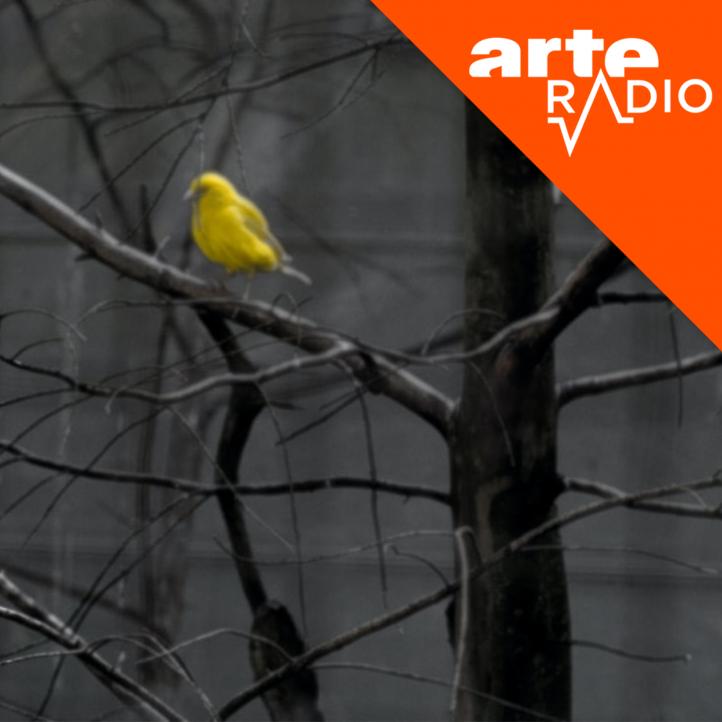 Canari voice
