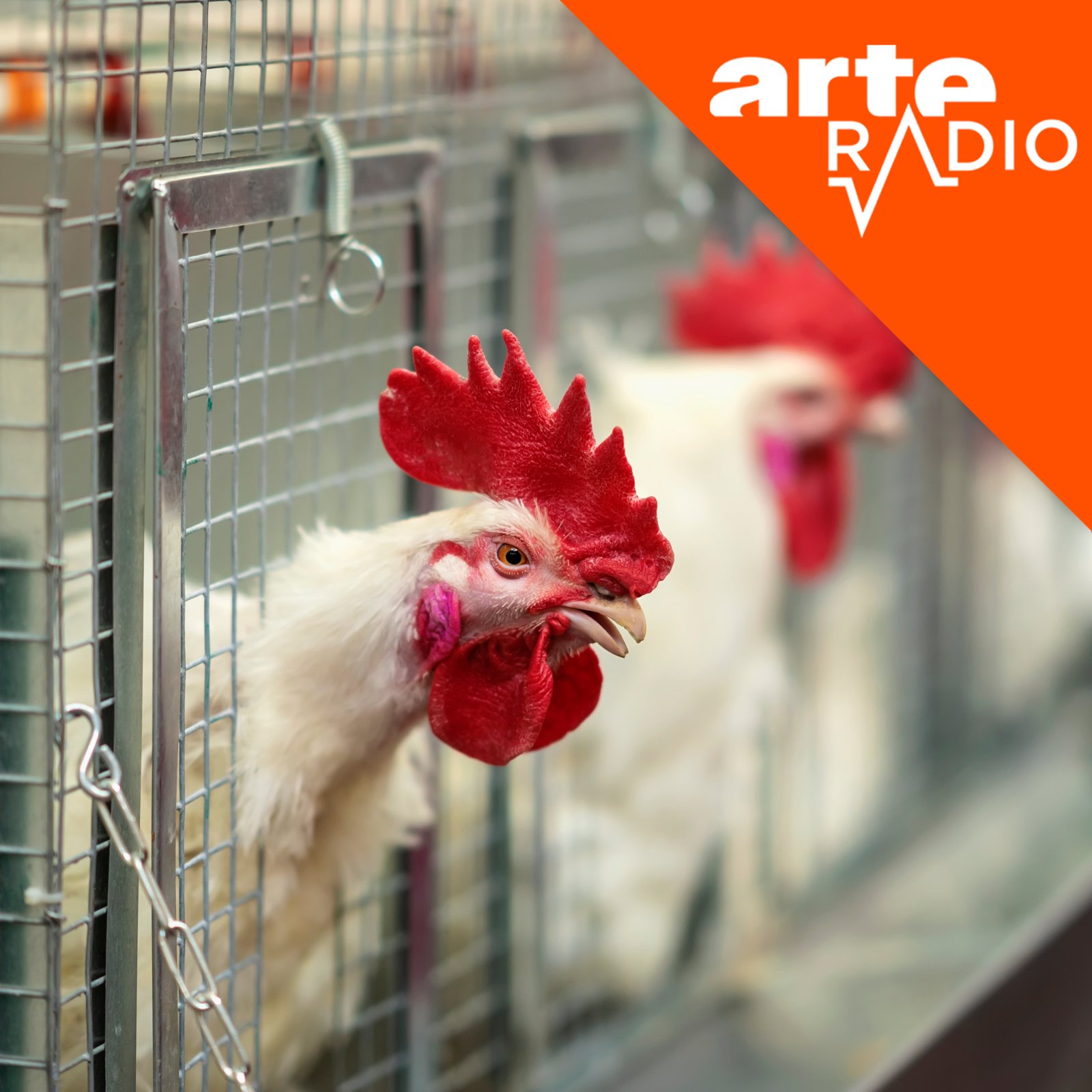 [DÉBAT] Sommes-nous entrés dans la civilisation du poulet ?