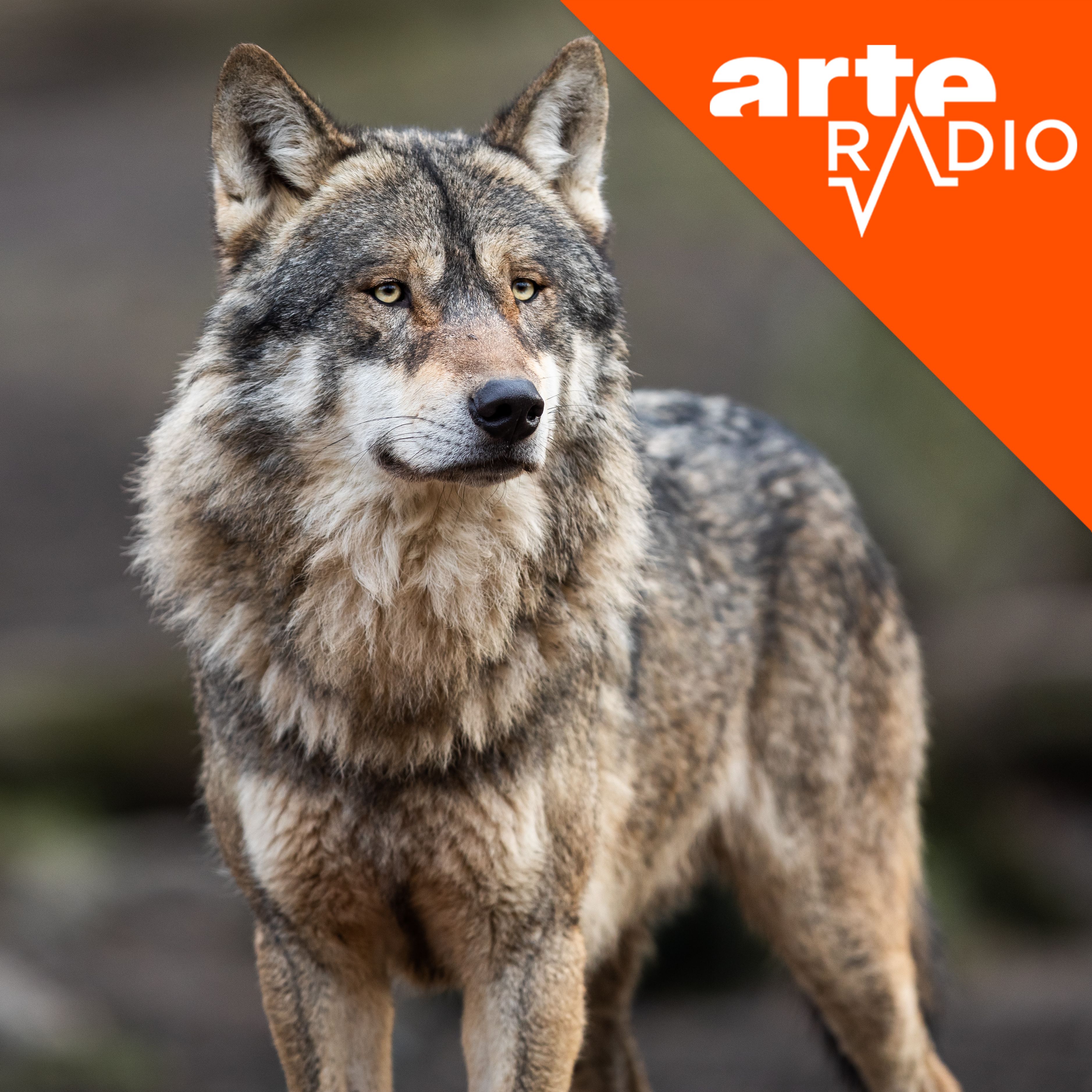 [Débat] Le loup : un animal à abattre ou à protéger ?