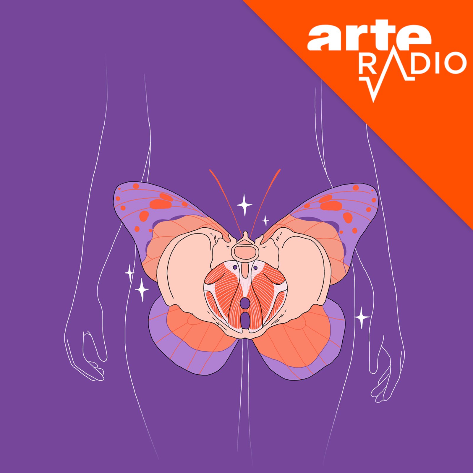 Anatomie d'un périnée