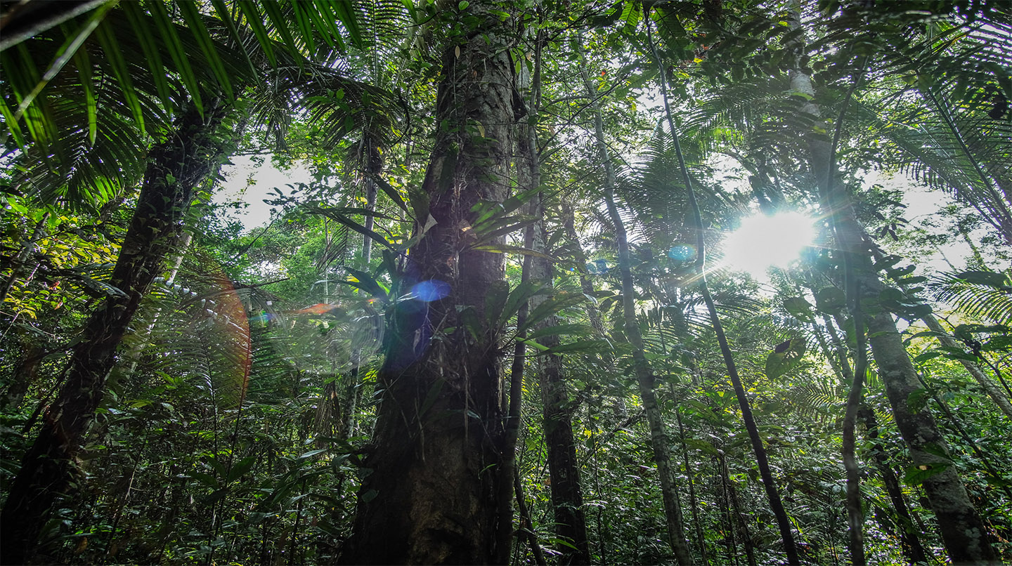 aube en foret Amazônia (1/10) : Aube en forêt