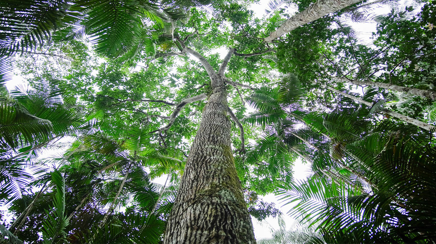 avancee en foret Amazônia (5/10) : Avancée en forêt