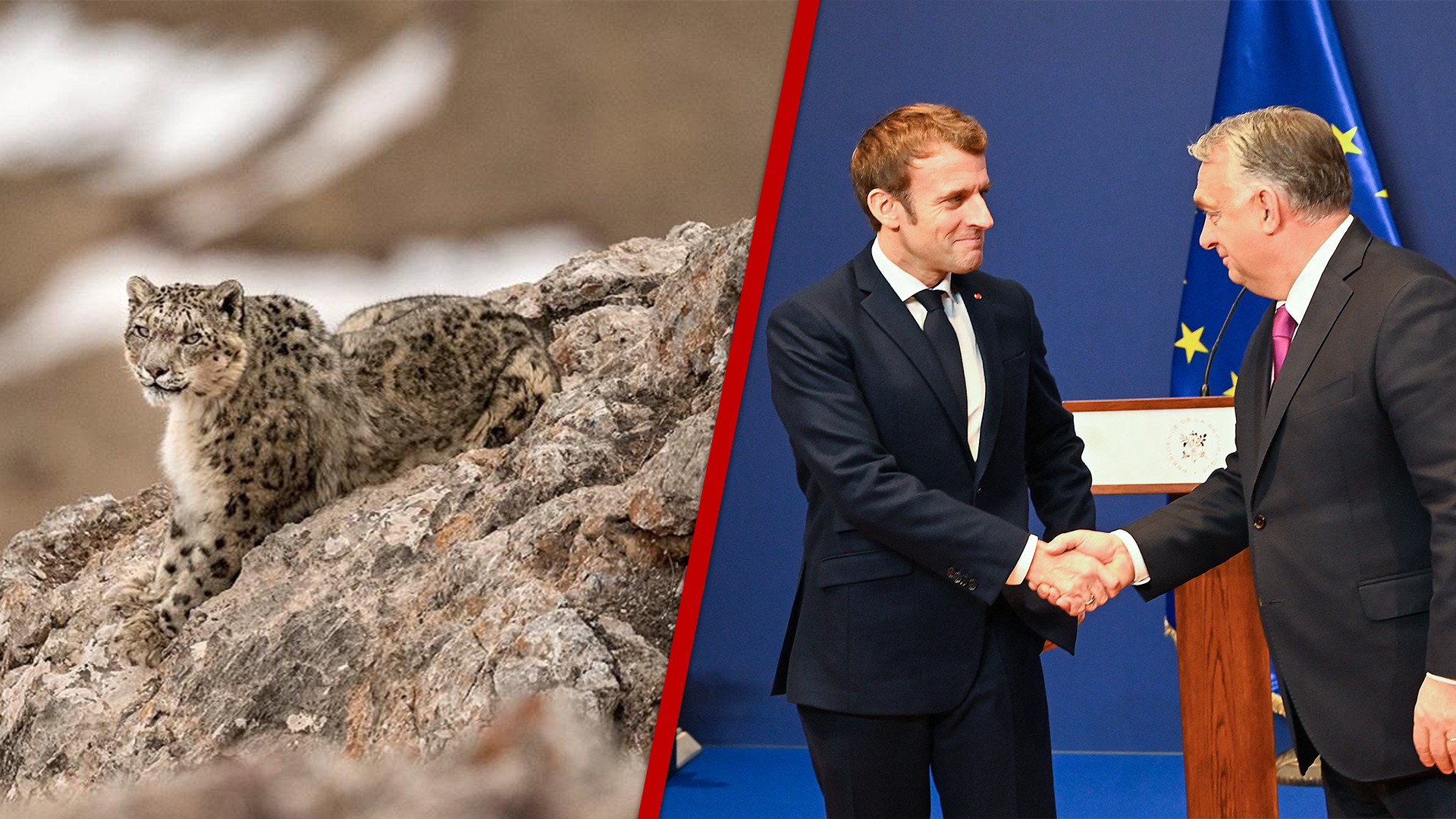 À l’affût de la panthère des neiges / Macron en visite en Hongrie