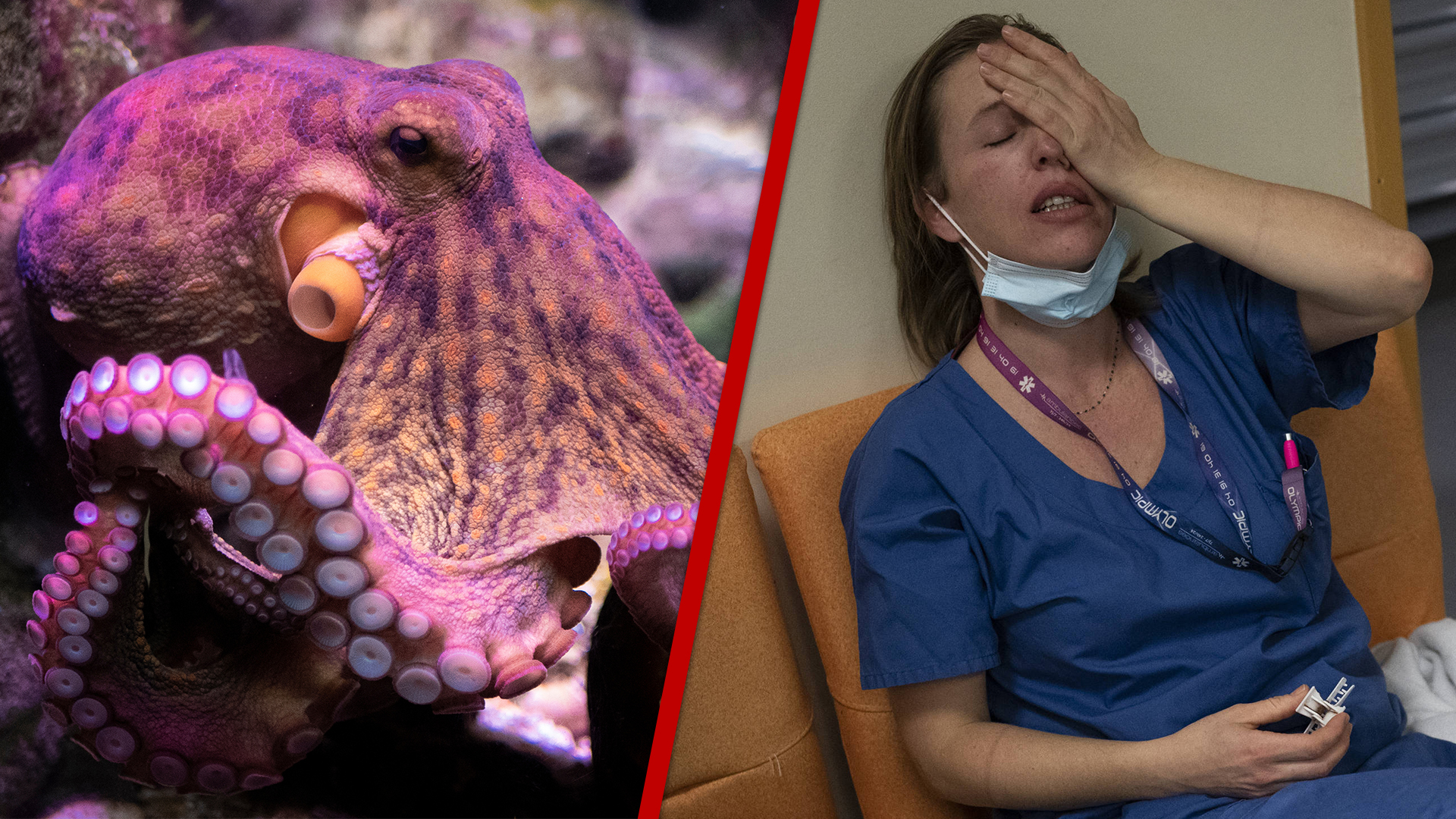 La vie tentaculaire du poulpe / Crise aux urgences